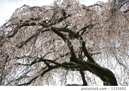 Weeping cherry blossoms at Nagozono Shiodaji 1335692