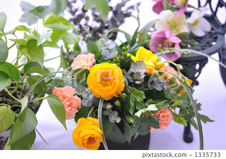 eucalyptus, pothos, devil's ivy 1335733