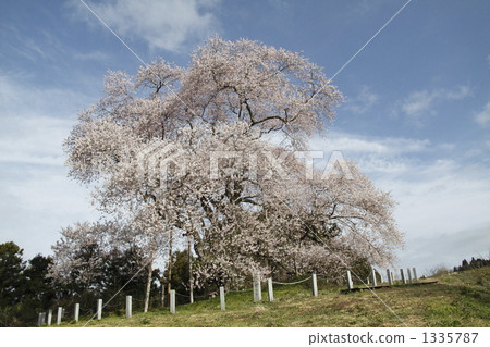 Cherry blossoms in Tozumi Cherry blossoms in Tozumi 1335787