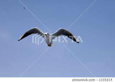 A beautiful feather seagull flies into the blue sky A beautiful feather seagull flies into the blue sky 1335814