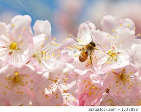 Harvest cherry tree bees Harvest cherry tree bees 1335858