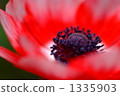 Anemones 1335903