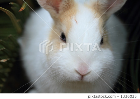 Little sister Little sister 1336025