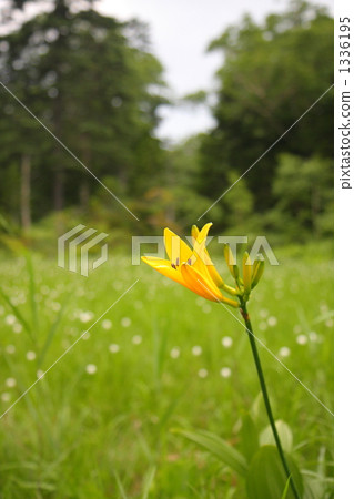 Nikko kishge 1336195