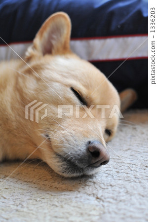 Angel 's sleeping face 1336203