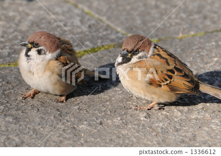Sparrow that was in Yokohama Minato Mirai Sparrow that was in Yokohama Minato Mirai 1336612