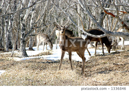 Ezo deer Ezo deer 1336846