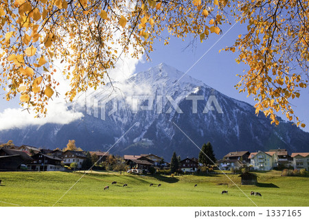 尼赫森美麗的黃葉 1337165