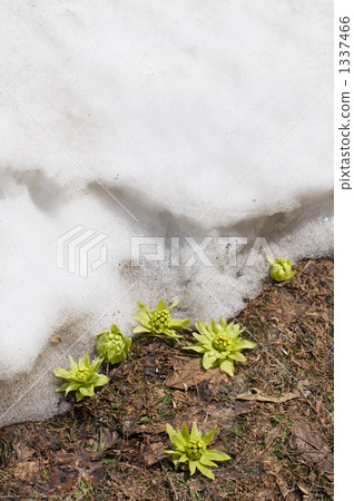 fuki-no-tou, fuki stalk, early spring delicacy 1337466