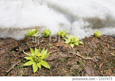 風來坊 富貴稈 早春的美味 1337473