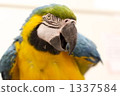 bird, birds, fowls 1337584