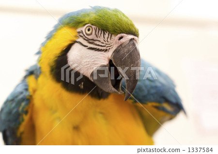 bird, birds, fowls 1337584