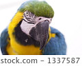 bird, birds, fowls 1337587