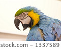 parakeet, parrot, birdie 1337589