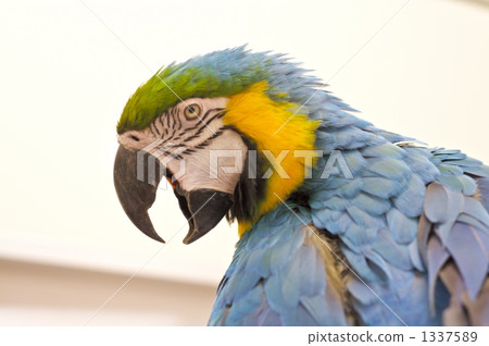 parakeet, parrot, birdie 1337589