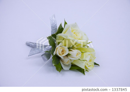 Bootonia Bootonia 1337845