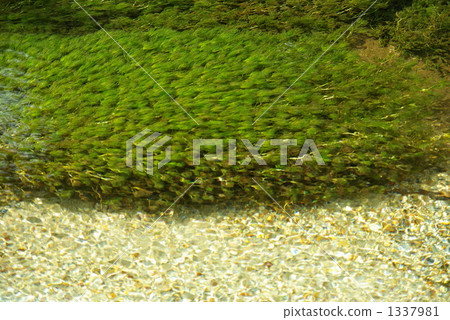 Water plants photographed at Lake Tashiro in Kamikochi 1337981