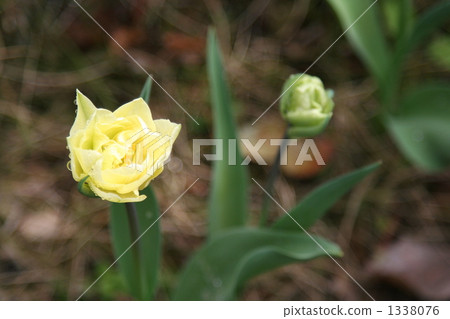 鬱金香 蓓蕾 春天 1338076