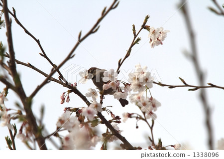 一隻麻雀和花瓣一起吮吸花蜜 一隻麻雀和花瓣一起吮吸花蜜 1338096