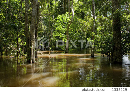 Barzere flooded forest in the Amazon River Barzere flooded forest in the Amazon River 1338229