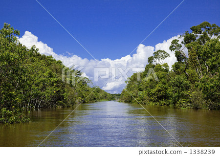 Barzere在亞馬遜河淹沒了森林 1338239