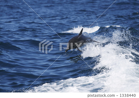 common dolphin, dolphin, dolphins 1338440