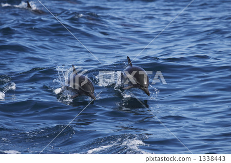 common dolphin, dolphin, dolphins 1338443
