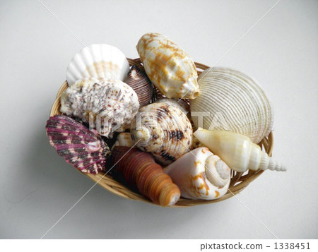 univalve shell, sea-shell, seashell 1338451