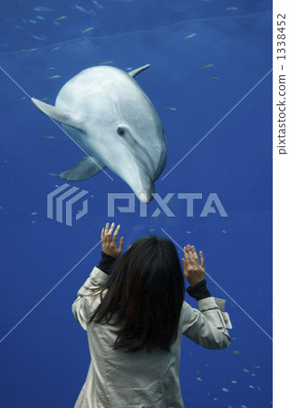 bottlenose dolphin, dolphin, dolphins 1338452