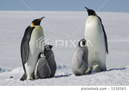 帝企鵝 雛鳥 小雞 1338563