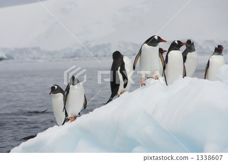 gentoo penguin, gentoo penguins, penguin 1338607