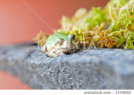 Tree frog Tree frog 1338660