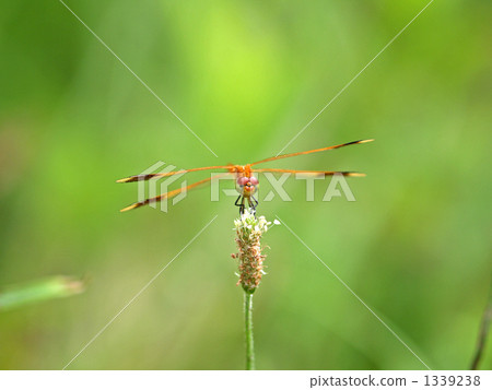 Miyama Macane 1339238