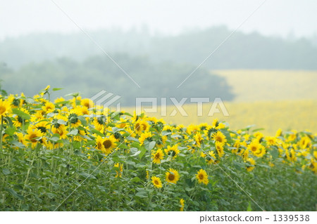 flower garden, flower field, sunflower 1339538