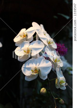 Orchid Flower 1339547