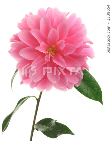 Camellia 'pink dahlia' 1339654