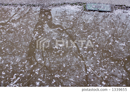 Scattered flower cherry pattern 1339655