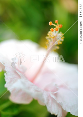 粉紅色的花朵 1339772