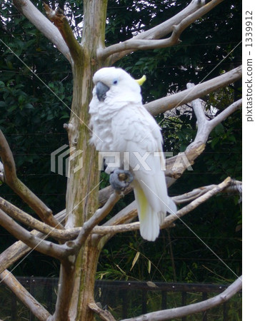 Parrot Taihakuoumu (Living Orchard Tri Bird) 1339912