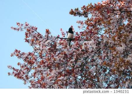 Magpie (magpie) 1340231