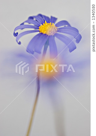 蘭雛菊 花朵 花 1340580