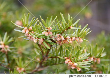 Cedar pollen up Cedar pollen up 1340795