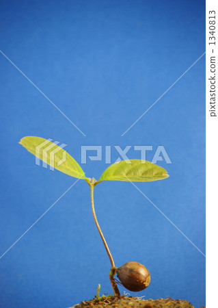 Sprouts of acorn 1340813