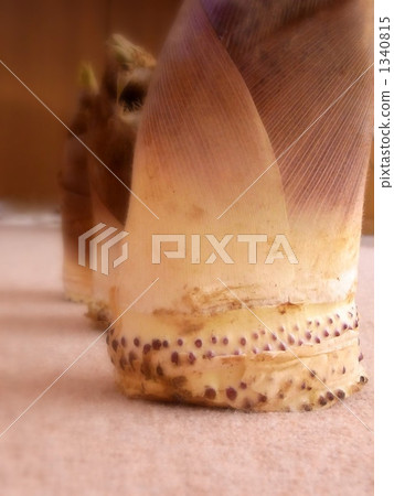 Three bamboo shoots 1340815