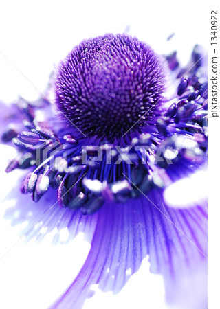 銀蓮花 花芯 花蕊 1340922