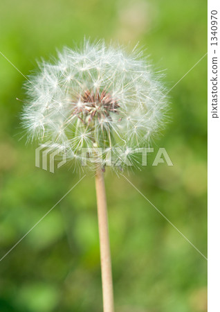 蒲公英 1340970