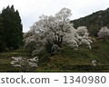 奈良縣宇田市Ruji寺的千年櫻花樹 1340980