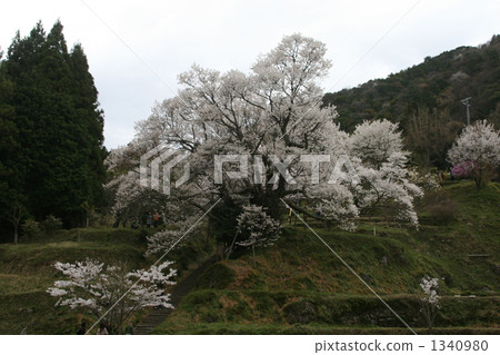 奈良縣宇田市Ruji寺的千年櫻花樹 1340980