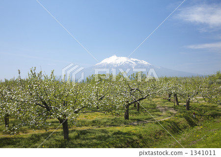 Aomori Tsugaru apple flowers Aomori Tsugaru apple flowers 1341011