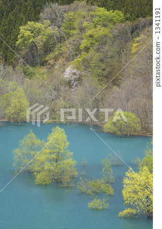 Spring Maple at Akita Takarazu Lake 1341191